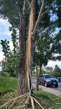 A tree damaged by a lightning strike