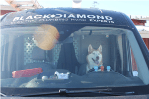 A husky in the driver seat of a Black Diamond van